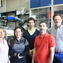 Investigadores argentinos descubren que la luz es una pieza clave de la relación simbiótica entre una bacteria y las arvejas