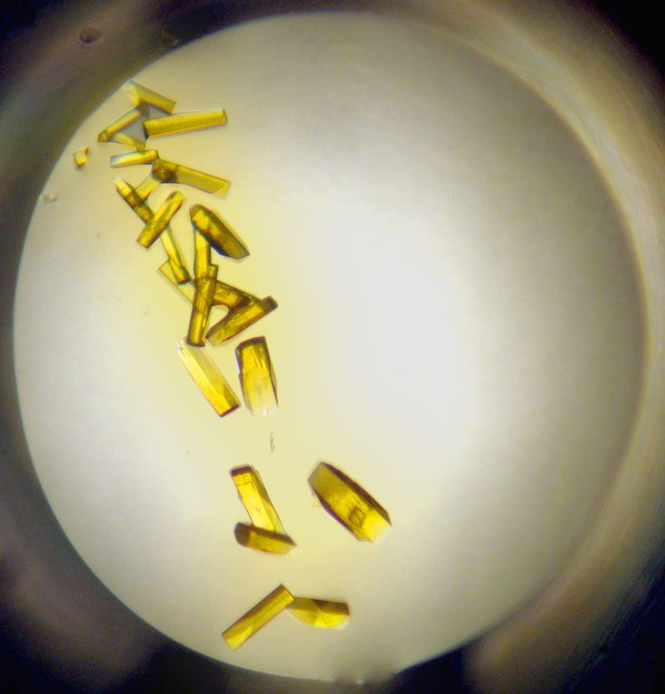 Cristales de Riboflavina Sintasa Blanco terapeutico de la Brucella