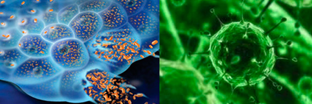 Fundación Leloir - Efectividad de virus oncolítico para el cáncer de páncreas