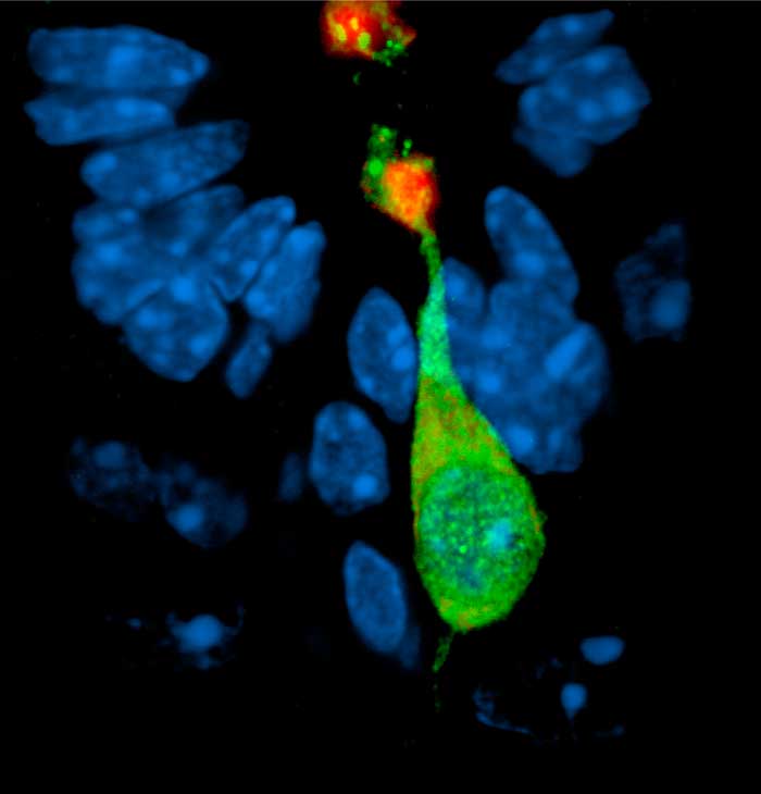 Neurona de la médula espinal marcada con la proteína fluorescente verde. Los científicos del Instituto Leloir descubrieron el mecanismo de su diferenciación.