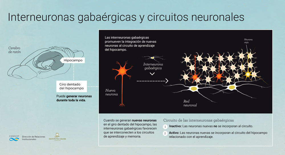 Schinder y su equipo identificaron el circuito que activa el crecimiento de las neuronas jóvenes que se fabrican en el hipocampo durante procesos de memoria y aprendizaje, y que las conectan con las redes neuronales del cerebro