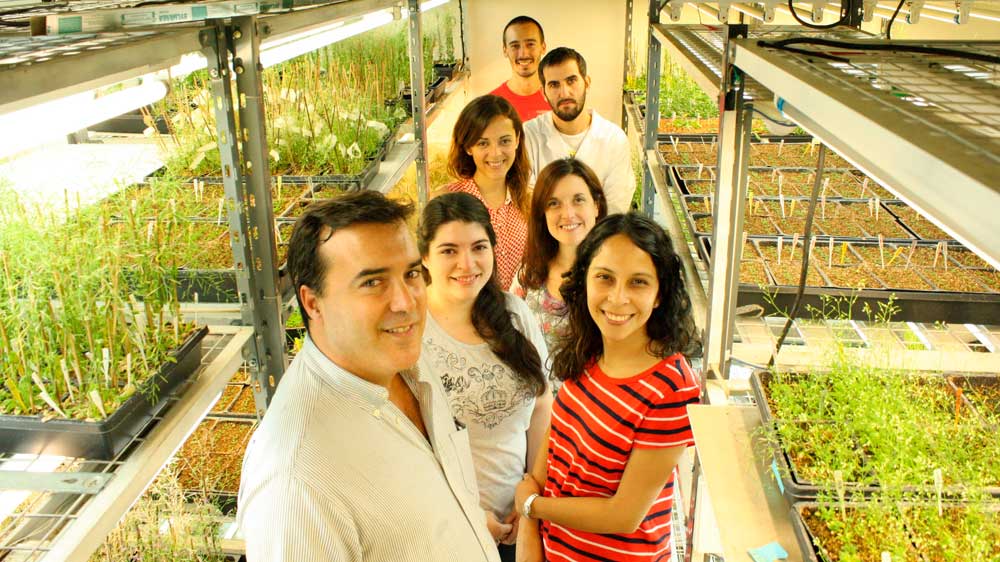 El doctor José Manuel Estévez, jefe del laboratorio Bases Moleculares del Desarrollo Vegetal en el Instituto Leloir e investigador independiente del CONICET, e integrantes de su grupo.