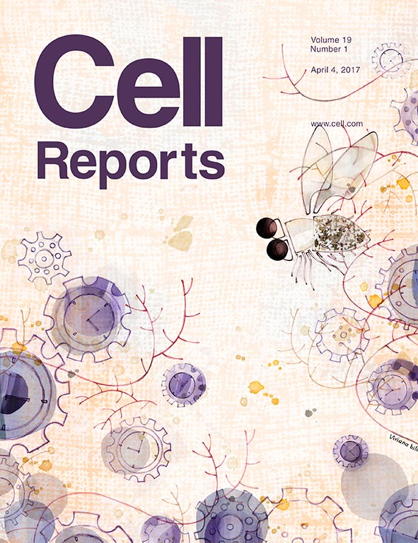 El trabajo liderado por la doctora Ceriani fue tapa de la revista Cell Reports. 