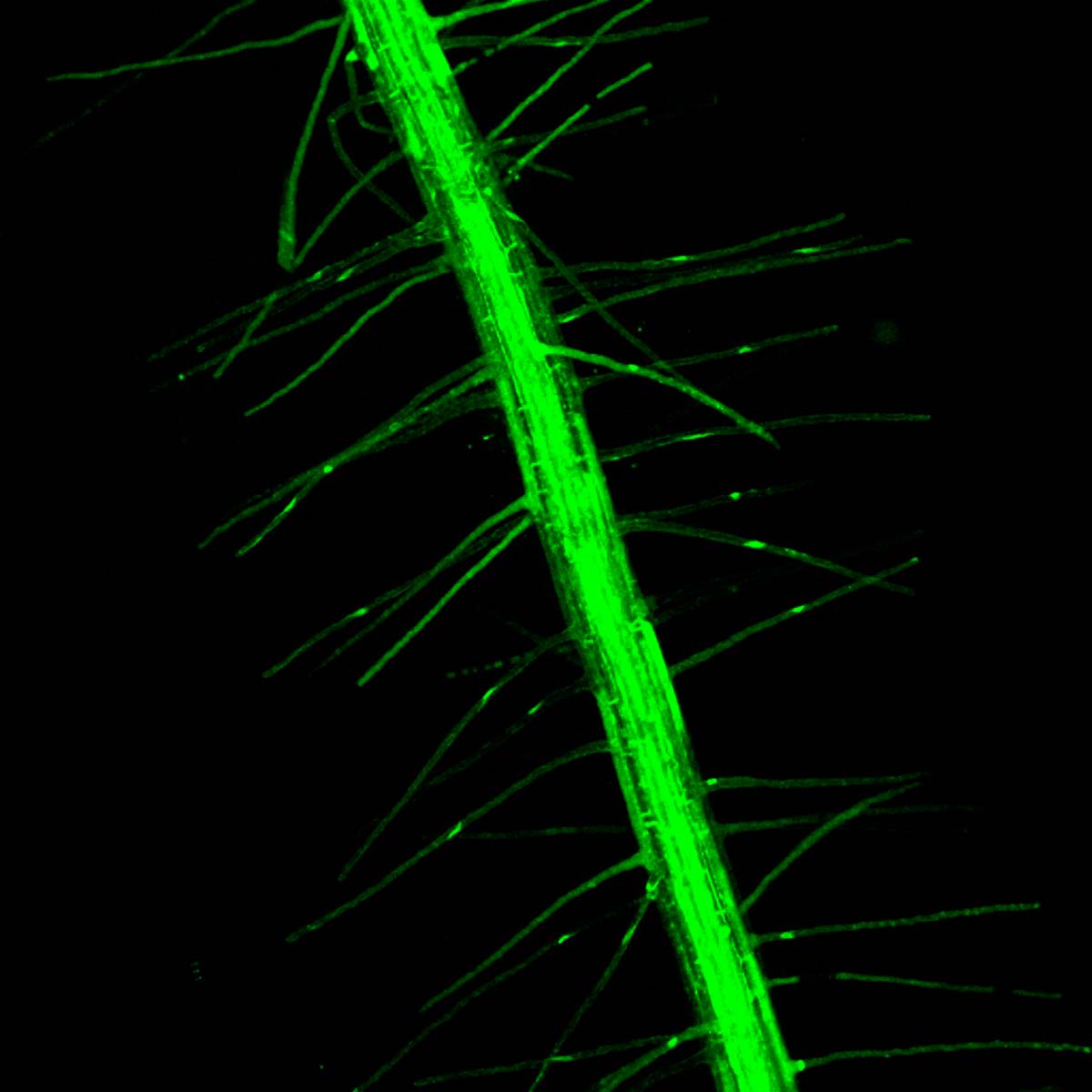 Manipulando mecanismos biológicos identificados en el estudio, los científicos del CONICET en el Instituto Leloir lograron duplicar la longitud de los pelos radiculares, estructuras de las raíces encargadas de captar nutrientes esenciales y agua
