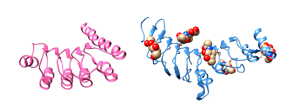Proteínas con y sin azúcares que comparten un parentesco evolutivo.