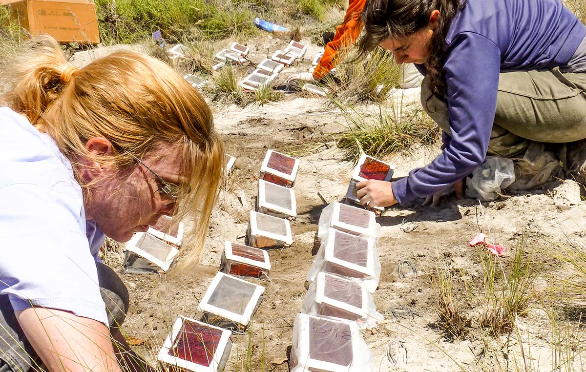Amy Austin y su equipo hacen experimentos usando filtros de plástico para atenuar la radiación solar de longitudes distintas para evaluar el efecto sobre el ciclo de carbono (principalmente la descomposición) en un ecosistema semiárido de Meliquina, Provincia de Neuquén.