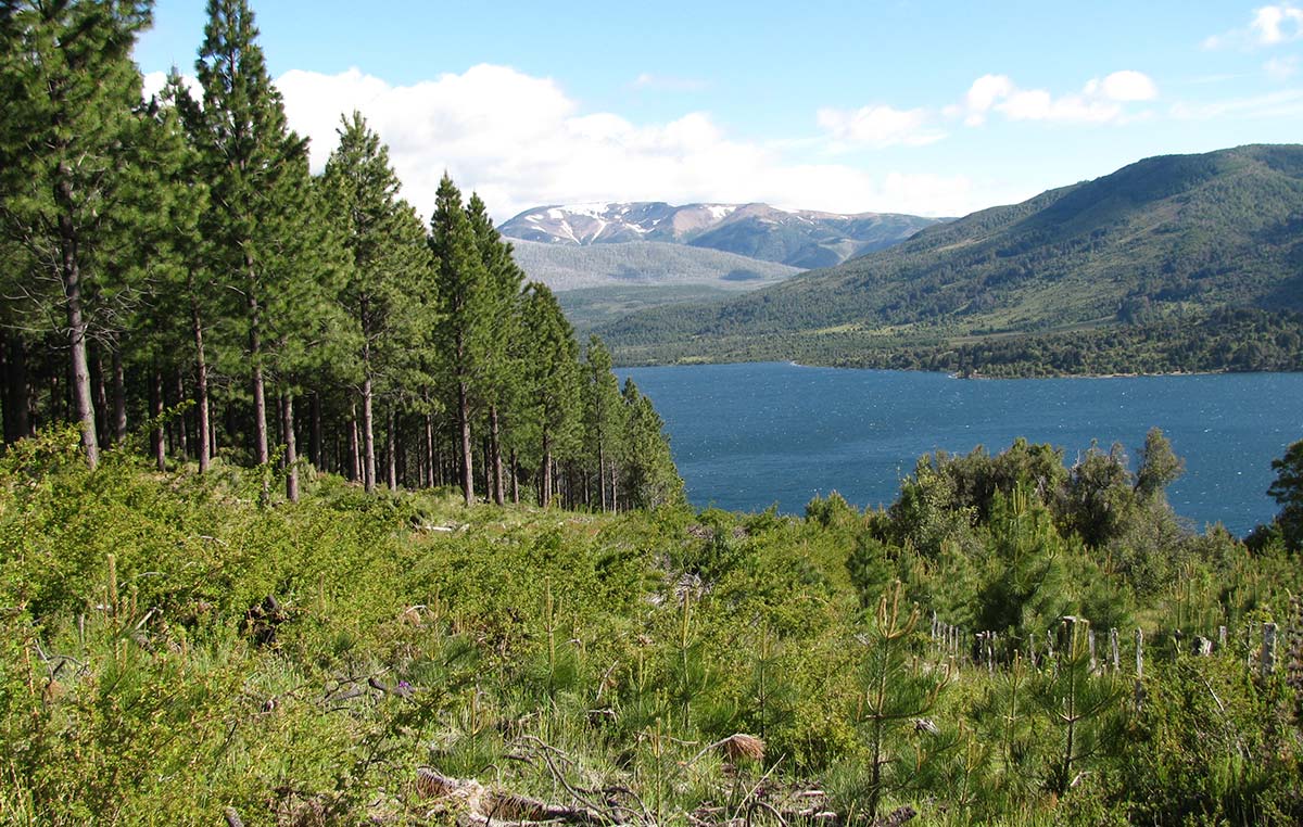 Los estudios liderados por Austin demuestran que la capacidad de almacenaje de carbono de los árboles nativos de la Patagonia es mayor a la de las plantaciones de pino de 40 años de antigüedad.