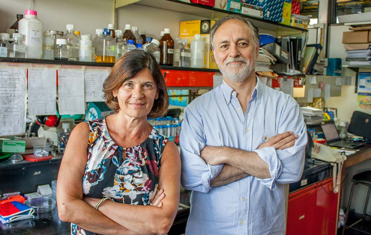 Los doctores Eduardo Castaño y Laura Morelli, investigadores de la Fundación Instituto Leloir, estudian la enfermedad de Alzheimer. 