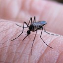 Identifican nuevos blancos terapéuticos para frenar al virus del dengue