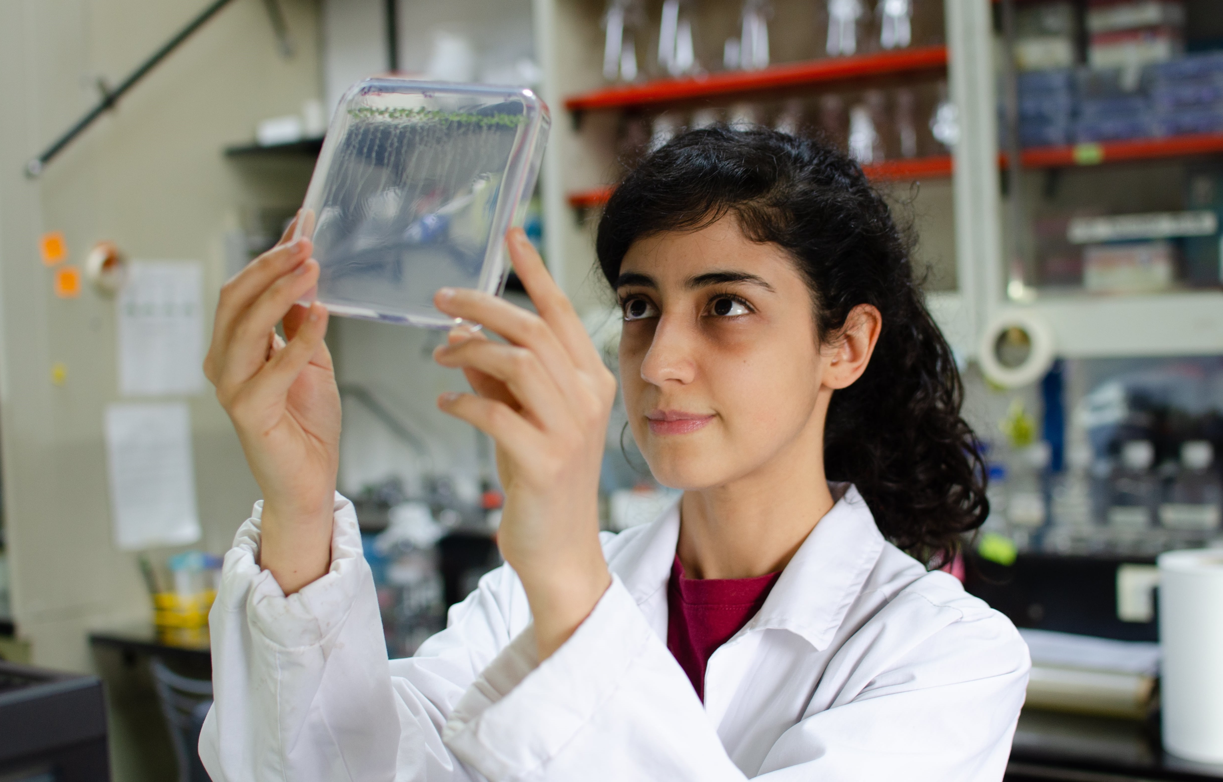 Frente al frío, las plantas reorganizan su fisiología hormonal para que sus raíces puedan adaptarse mejor a un ambiente hostil y seguir creciendo