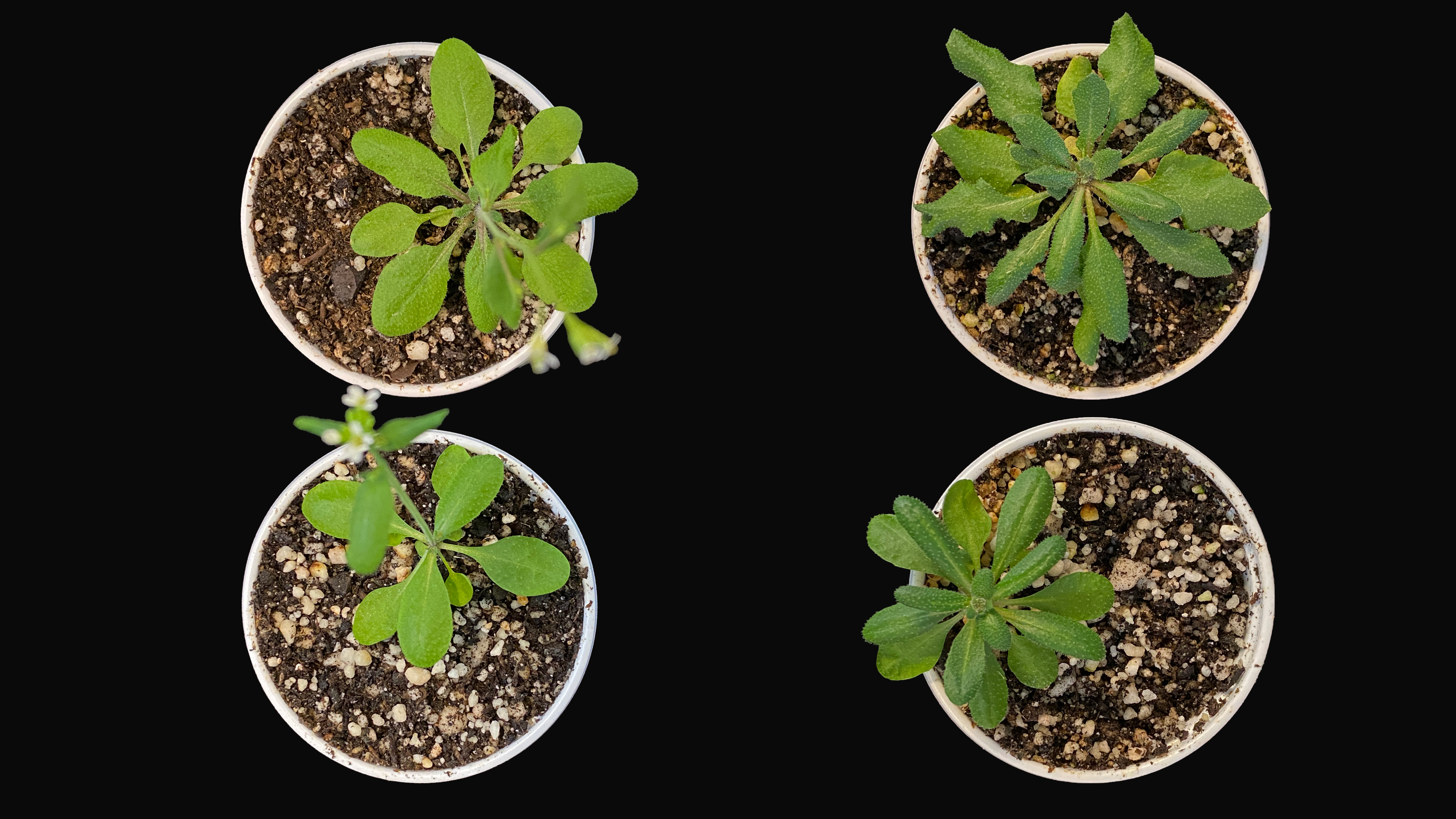 Descubren un “amortiguador genético” en las plantas, que también podría estar presente en humanos