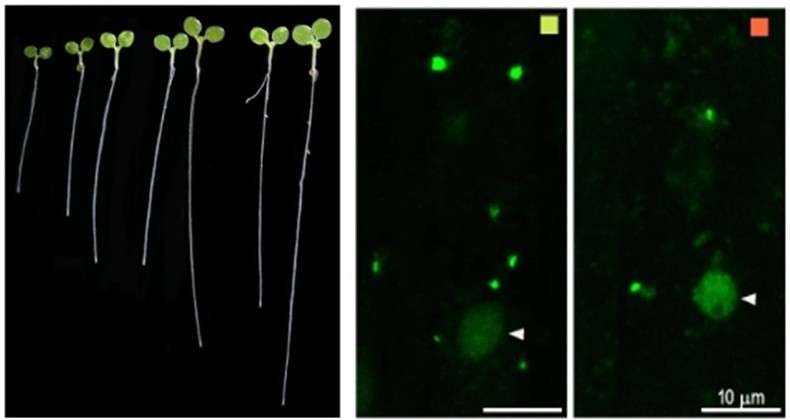 Descubren un “truco” de las plantas frente al calor para aumentar el crecimiento de sus raíces y adaptarse mejor al ambiente