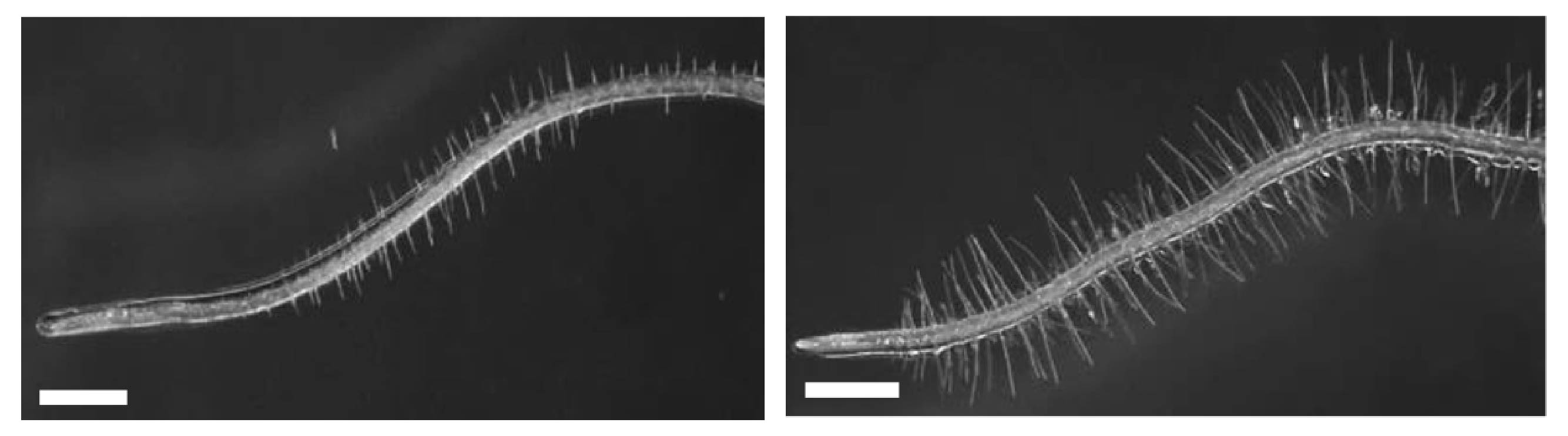 Descubren cómo una bacteria que vive en las raíces permite que las plantas toleren condiciones de sequía