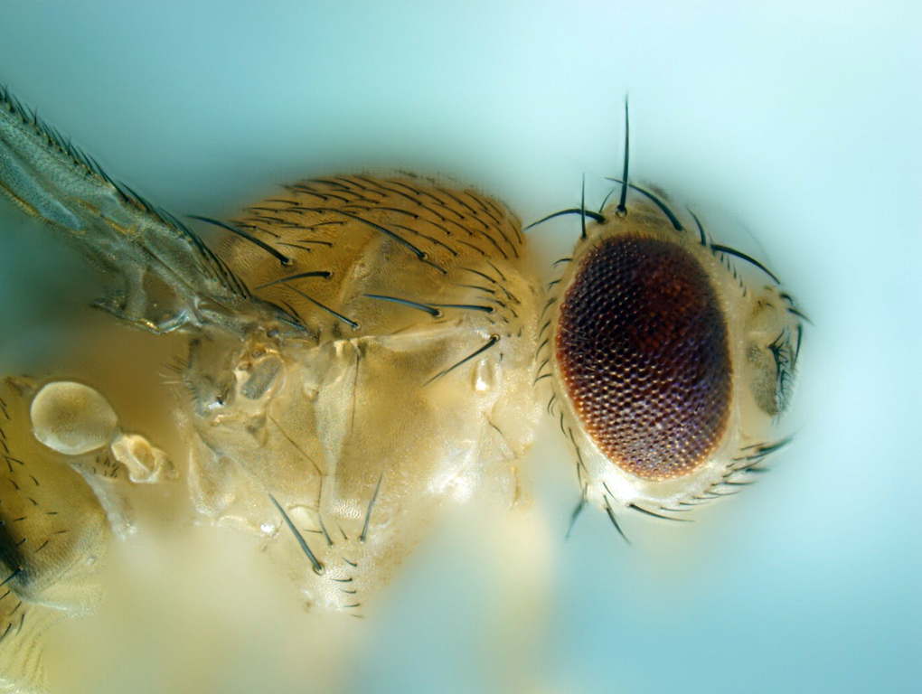 Mosca Drosophila - Fundación Instituto Leloir