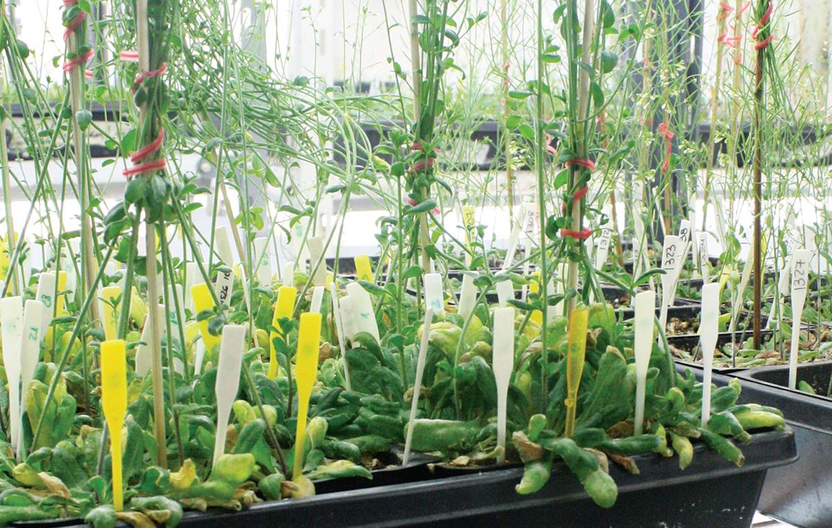 Gran parte de los experimentos del laboratorio del doctor Cerdán se realizan en Arabidosis thaliana, un modelo vegetal que comparte información genética con el maíz, trigo y otros cultivos de importancia alimentaria.