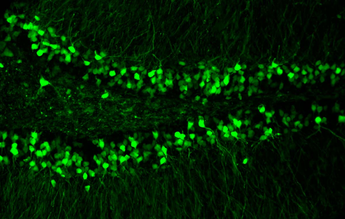 Imagen del giro dentado (región del hipocampo del cerebro) de ratón donde nacen neuronas granulares (marcadas con verde) que se van integrando a la red cerebral y se involucran en la formación de memorias y procesos de aprendizaje.