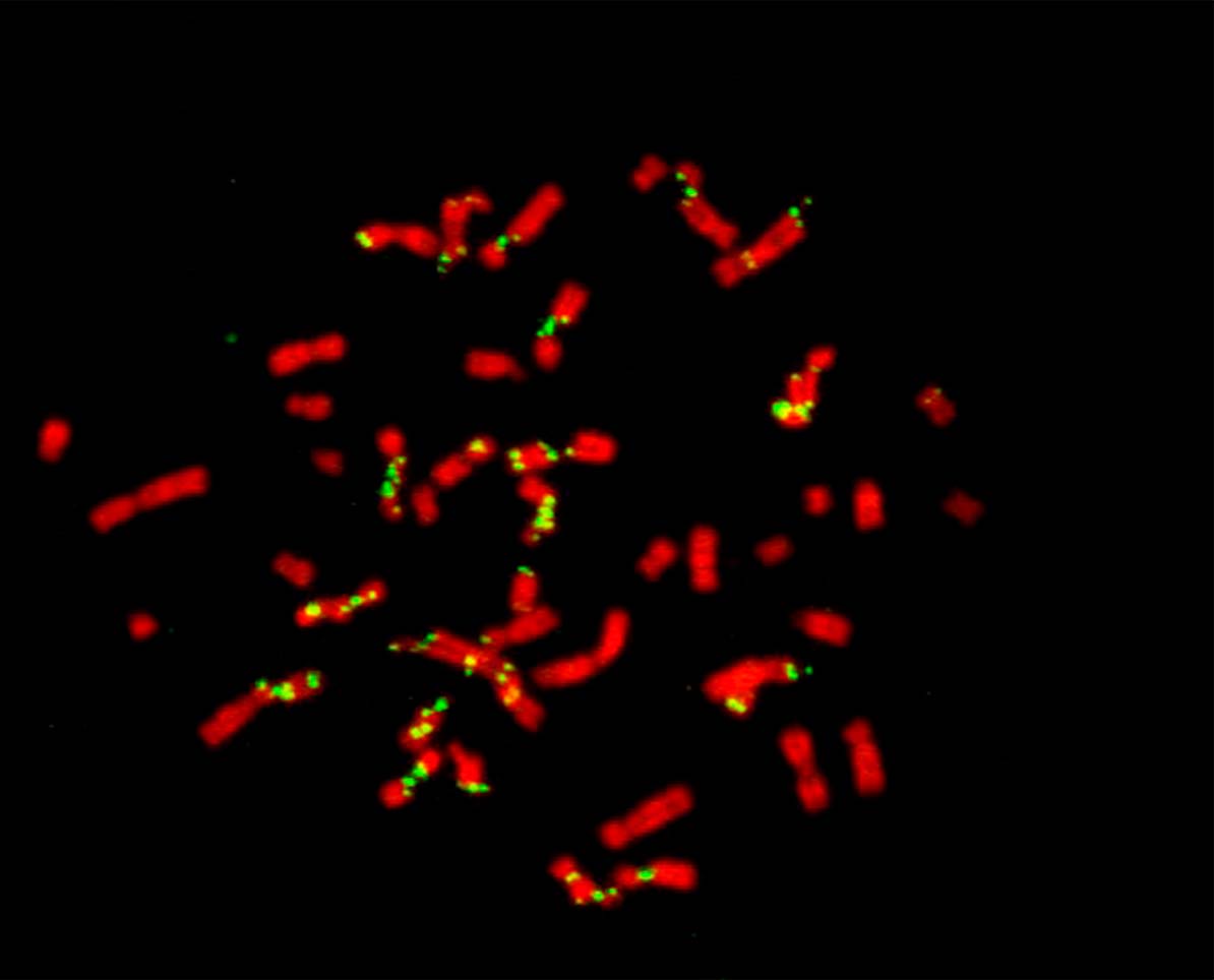 Imagen de cromosomas (rojo) y focos de síntesis de ADN (verde) en una mitosis de una célula de cáncer de colon en cultivo. Créditos: Nicolás Calzetta-Laboratorio de Ciclo Celular y Estabilidad Genómica FIL.