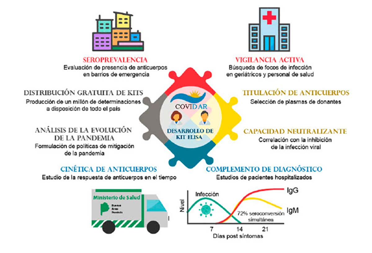 Estudio del Instituto Leloir revela información sobre la respuesta del sistema inmune al nuevo coronavirus SARS-CoV-2