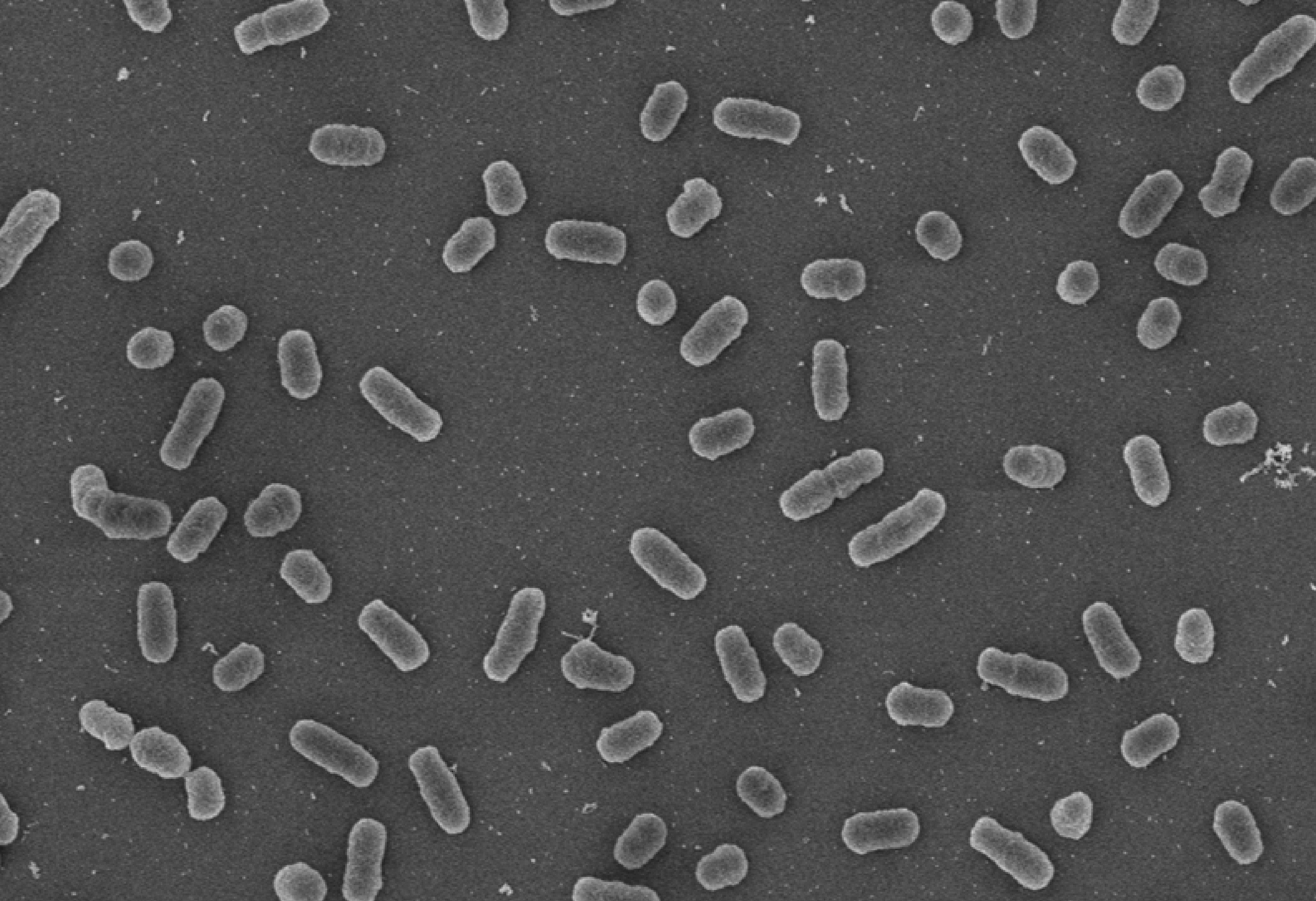 Visualizan cómo la luz azul “enciende” la virulencia de las bacterias de la brucelosis