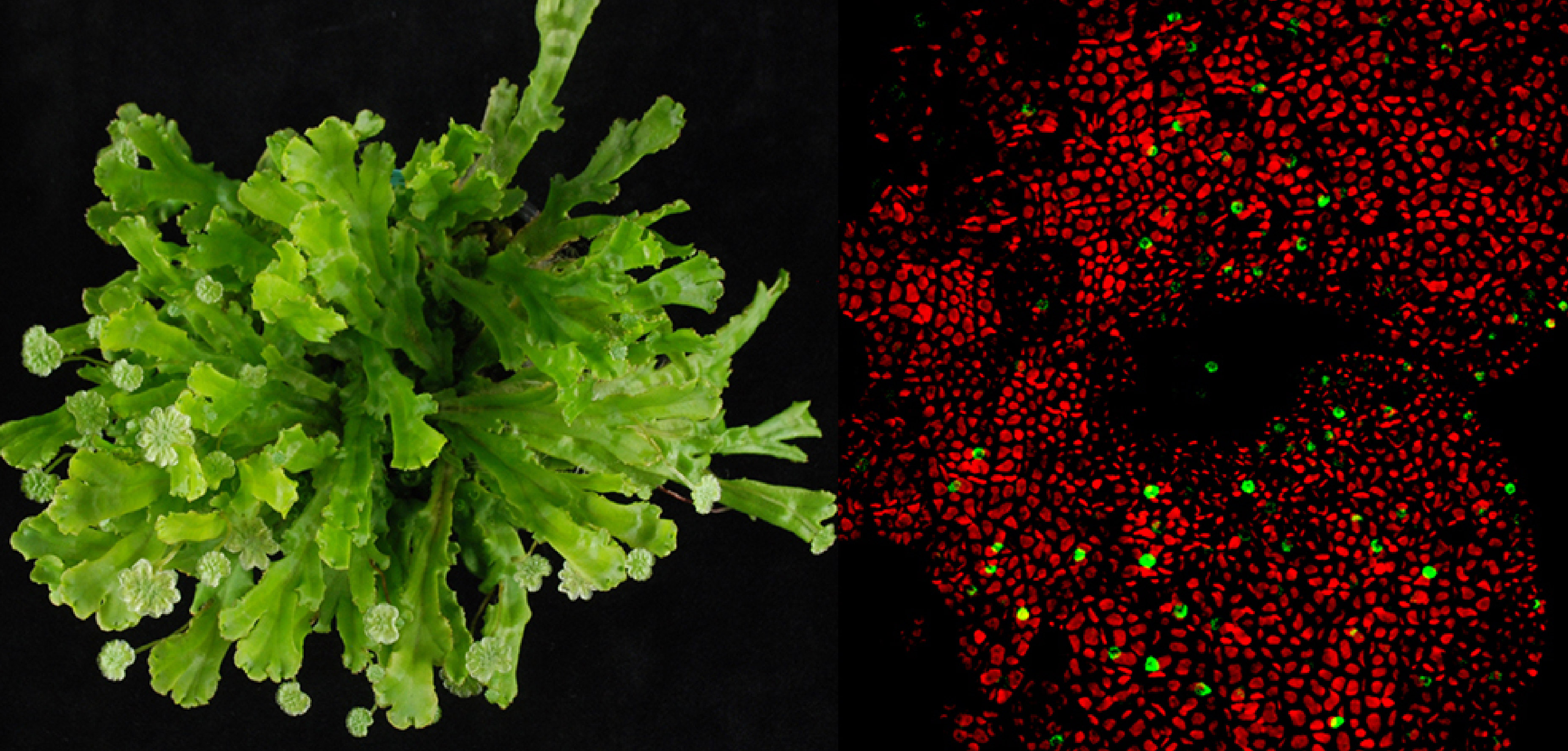 Genealogía de genes clave para el crecimiento de las plantas